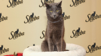 Versenyt hirdetett a Sheba a közösségi média leghíresebb macskái között