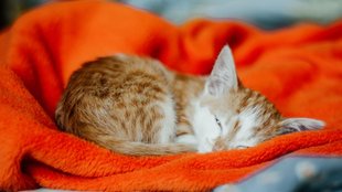 Miért alszanak nyitott szemmel a macskák?