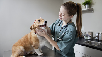Működik a rák elleni oltás a kutyáknál