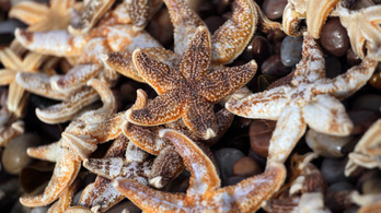 Több száz tengeri csillag rekedt Wales partjainál