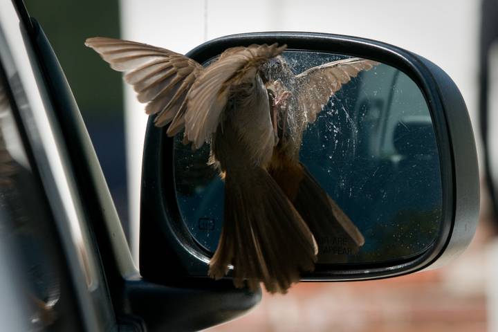 Támadó madarak inváziója várható hazánkban: figyelem, balesetveszélyes