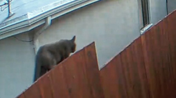 Iszonyú veszélyes macska bukkant fel a kerítésen, végül mindenki meglepődött