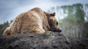 Kilövési engedélyt adna Szlovákia a medvékre