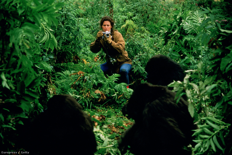 Dian Fossey antopológus 18 éven át tanulmányozta Ruandában a hegyi gorillák viselkedését.  Életéről 1988-ban, Sigourney Weaver főszereplésével készült film Gorillák a ködben címmel, ebből származik a jelenet fotó is. A filmet öt Oscar-díjra jelölték, köztük Sigourney Weavert is alakításáért. 