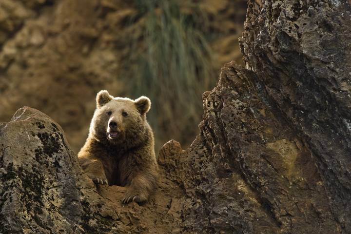 Medvét észleltek az egyik legnépszerűbb magyar túraútvonalon