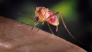 Indul a katasztrófavédelem által koordinált szúnyoggyérítés