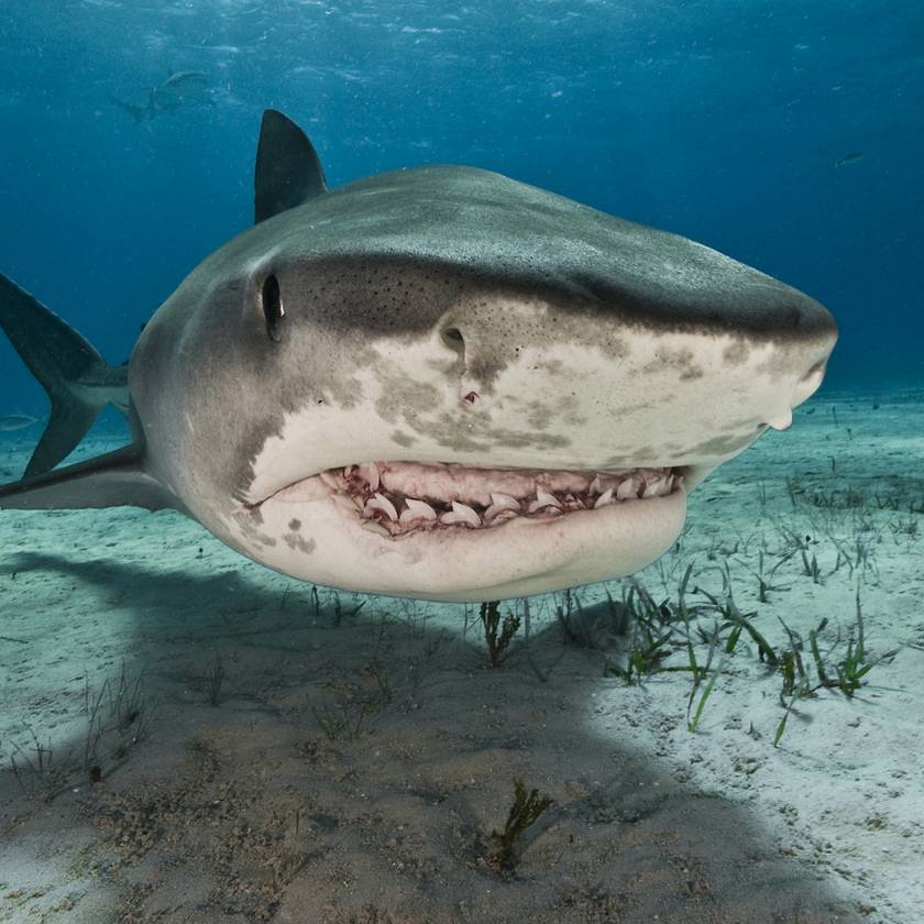 A kajakos kamerája rögzítette, ahogy rátámadt a gigantikus cápa - Nézd meg a torokszorító találkozást!
