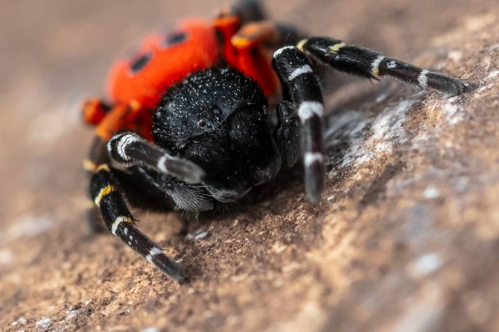 Ijesztő pókokat rejtenek a magyar kertek: ennyire veszélyes a csípésük