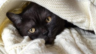 Miért bújik a macska a takaró alá?