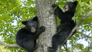 Medvebocsokat rángattak le egy fáról, hogy szelfizzenek velük