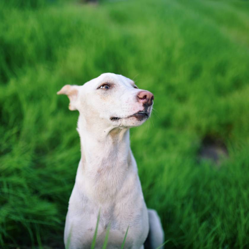Fekete szőrű kutyát vásárolt a férfi, de 2 év alatt fehérré változott: ez okozta az átalakulást