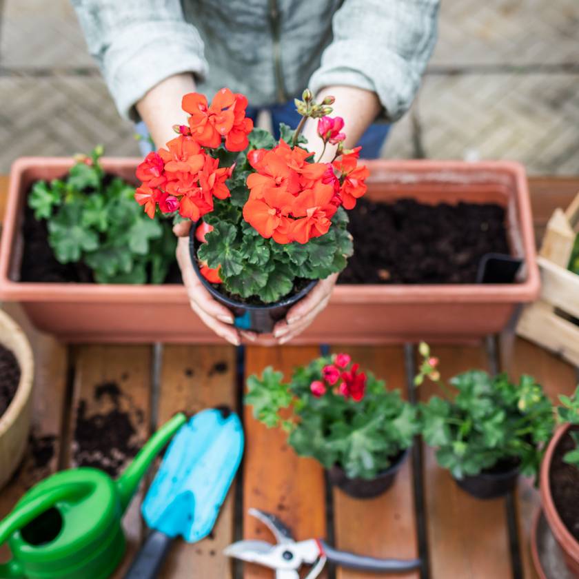 Így ültesd el a muskátlit, hogy nyáron is megmaradjanak a virágai - 4 hasznos tipp, amit jó, ha betartasz
