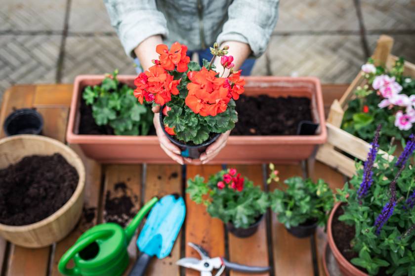 Így ültesd el a muskátlit, hogy nyáron is megmaradjanak a virágai - 4 hasznos tipp, amit jó, ha betartasz
