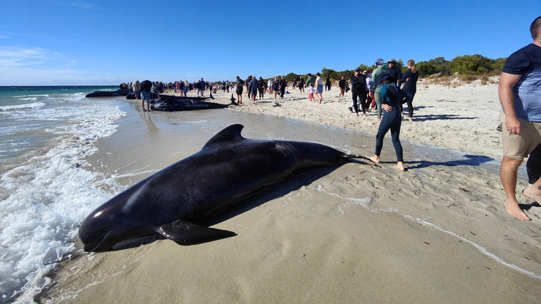 Huszonhat gömbölyűfejű delfin pusztult el Ausztrália partjainál