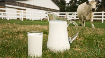 A WHO óvatosságra intett, veszélyes lehet a nyers tej