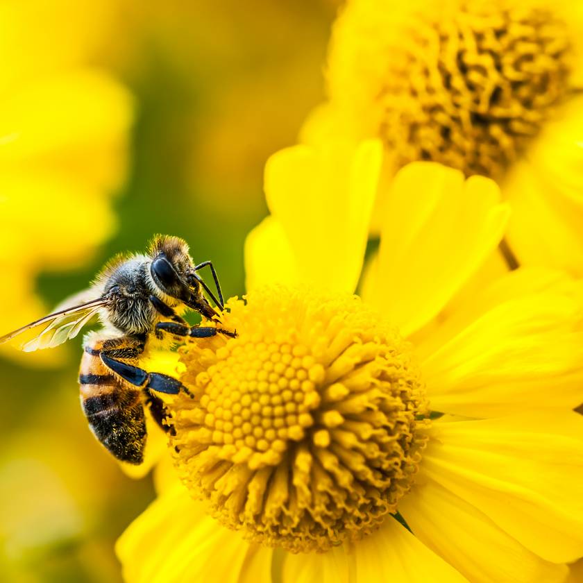 Egy méhecske élete során 450 ezer virágot poroz be - 5 megdöbbentő tény a különleges rovarokról a méhek napja alkalmából
