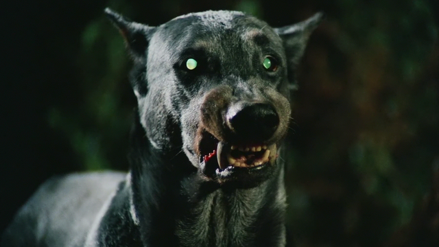 Zoltán, Drakula kutyája