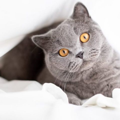 Ezeket érdemes tudnod, ha brit rövidszőrű macskát választanál