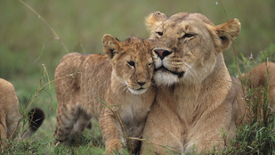 Egy turistákkal teli autó tetején esett egymásnak a szerelmes oroszlánpár