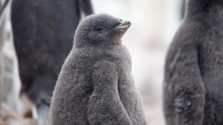 A pingvinfiókák és a fókabébik lehetnek a klímaváltozás első komoly áldozatai