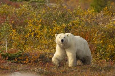 Ezeknél az anyukájukkal lazuló jegesmedvebocsoknál ma már nem látsz cukibbat: zseniális drónfelvétel készült róluk