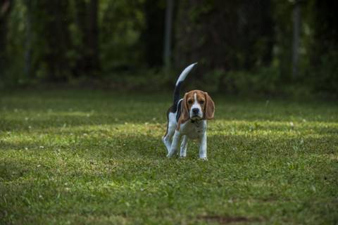 Hatalmas kutyabarát park nyílt Balatonfüreden