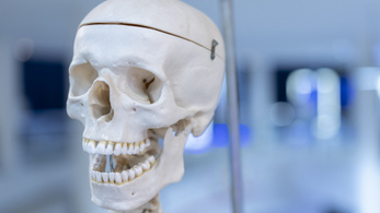 Rejtélyes csontvázakat találtak Hitler főhadiszállásánál