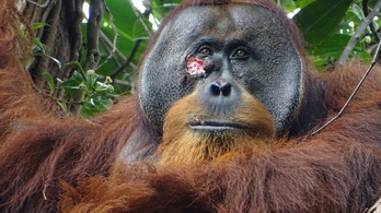 Harcban sérült le az orangután, gyógynövényes sebkezelést adott magának