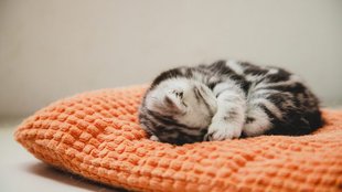  A te cicád is eltakarja az arcát alvás közben? Ezért csinálja