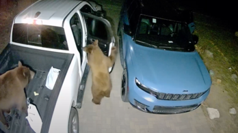 Gátlástalan, éhes medvék törtek fel több autót is