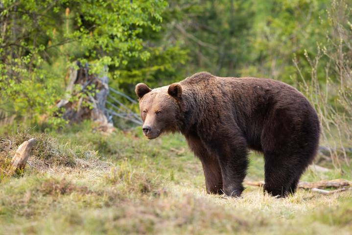 Egyre több vad támad emberre: nagyon megnőtt a balesetek száma, aggódnak a medvék miatt Szlovákiában