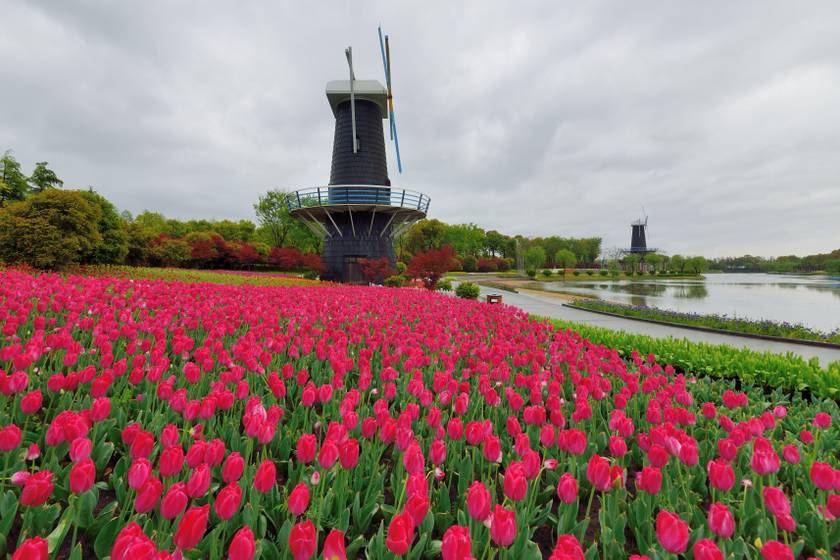 Egy az egyben lemásolták a híres holland tulipánmezőt Kínában: így néz ki