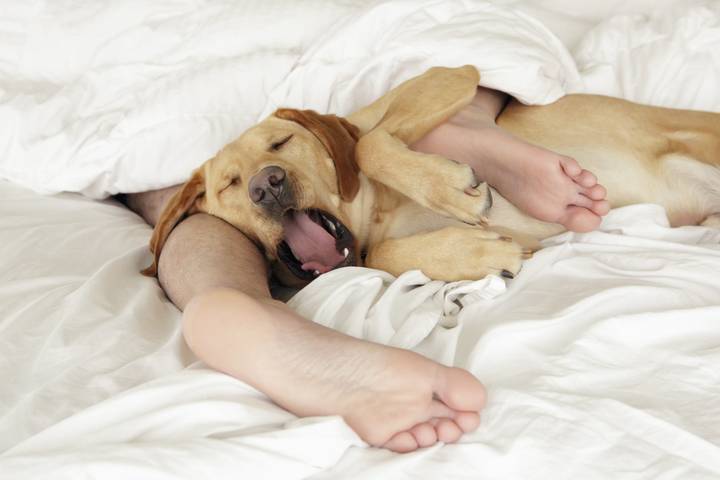 Veszélyes lehet, ha a kutyád így fekszik melléd az ágyba