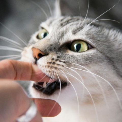 Ne ess kétségbe, ha a macska harap: nem feltétlenül jelent bajt