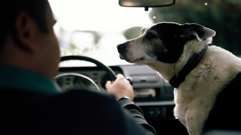Hogyan szállítsunk helyesen kutyát az autóban