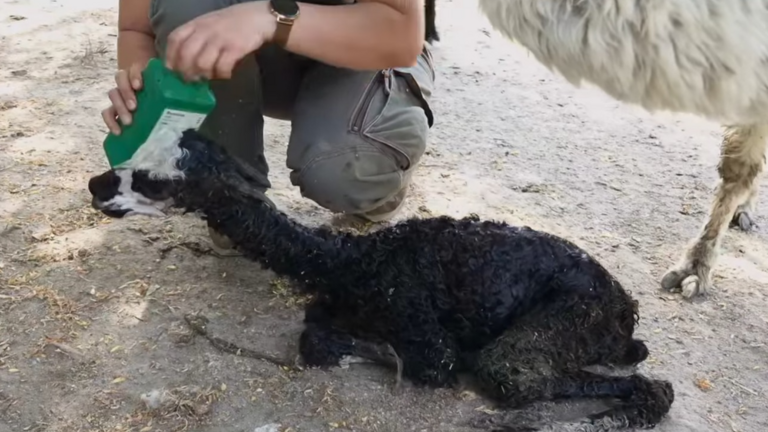 A látogatók szeme láttára született alpaka csikó a Szegedi Vadasparkban