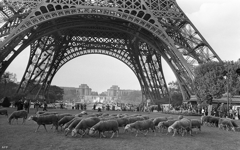 Legelésző birkák a Champ de Mars állomás környékén, az Eiffel-torony lábánál. 1972-es fotó.