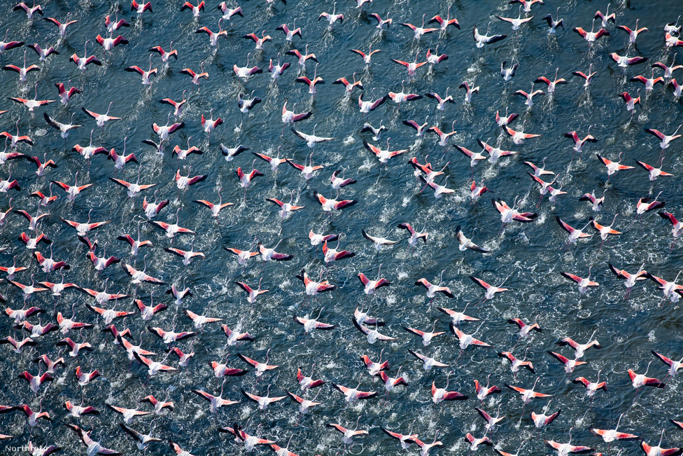 Flamingók a vízben Rosolina mellett.