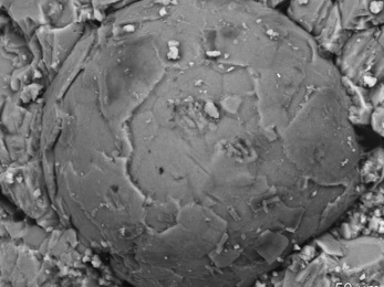 500 millió éves embriót találtak