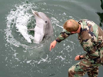 Delfineket és fókákat vet be a NATO