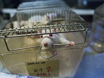 Megrémisztik az egereket a férfi kutatók