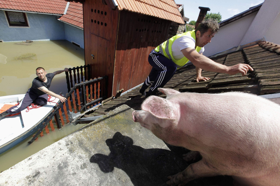Egy boszniai férfi eteti a tetőre menekített disznóit a szinte teljesen víz alá került Vojskovában.
