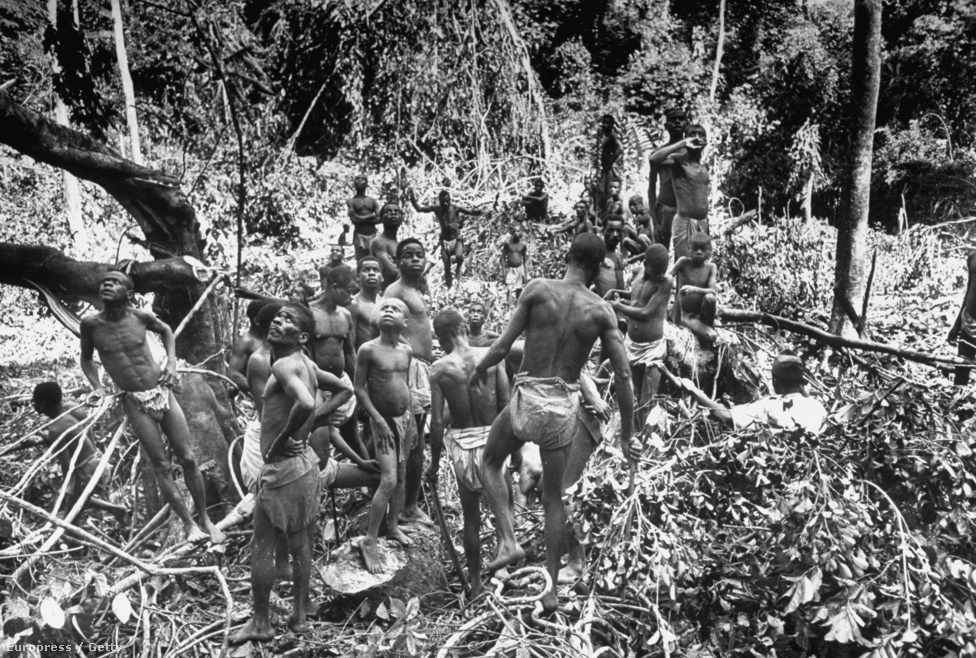 Vadászó őslakosok kémlelik a fákat a dzsungelben.