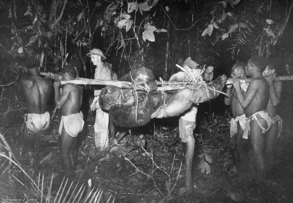 Elejtett állattal tartanak a falujuk felé az őslakosok. 1951-et írunk, Eliot képei húsz évvel a veszélyeztetett állatokat védő rendelet bevezetése előtt készültek. Nagy szerepük volt abban, hogy a nyugati közvélemény nem csak felhőkarcoló tetején tomboló szörnyként ismerje meg a gorillákat. 