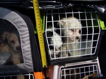 Húsz cuki kiskutyát zsúfolt be a Fiatjába a gaz ebcsempész