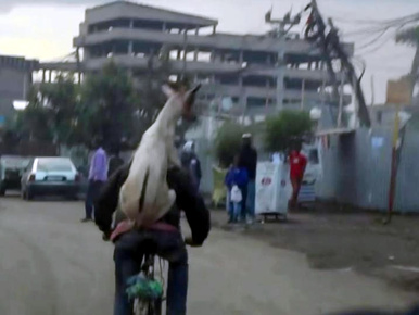 Itt a nap videója: emberháton bringázik a kecske