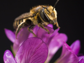 Műanyagot használnak fészkeik építéséhez a méhek