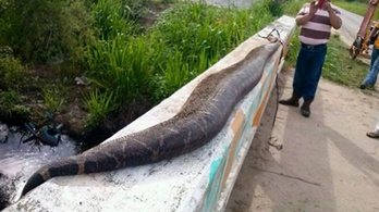 7,6 méteres kígyót öltek Mexikóban