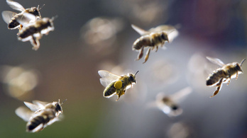 A méhek megalkották a tökéletes, organikus légkondit