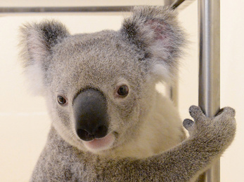 Kilencven kilométert utazott egy autó alvázába kapaszkodva egy koala